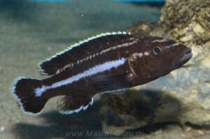 Melanochromis melanopterus 'Likoma Island'